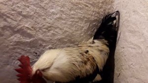 Неадекватное поведение петуха. Куры Загорские лососевые.