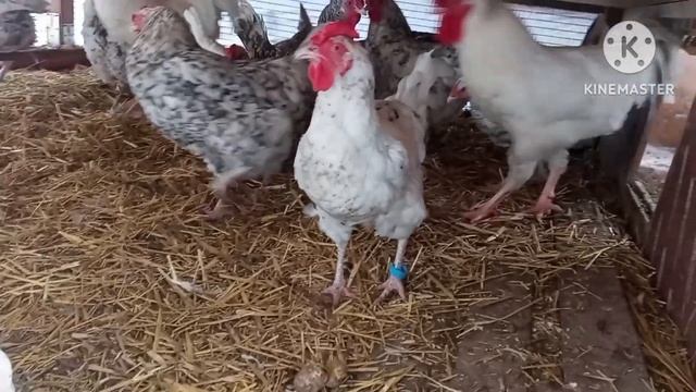 Дежавю в курятнике. стойко переносим. #курица #куры #курятник #яйцо #петуха #курынесушки #цыплята смотреть онлайн