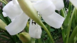 Lily Flower - Lilium candidum, the Madonna lily -Bunga Bakung