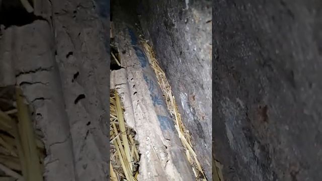 Подкладываю гусиные яйца под индоутку