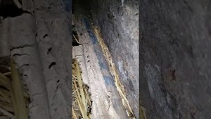Подкладываю гусиные яйца под индоутку