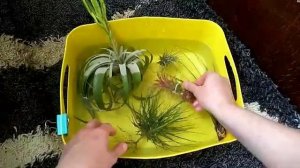 Летний полив тилландсий. Как я поливаю тилландсии #поливтилландсии