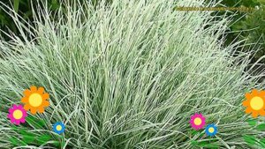 Райграс бульбоносный Вариегатум. Краткий обзор, описание arrhenatherum bulbosum Variegatum