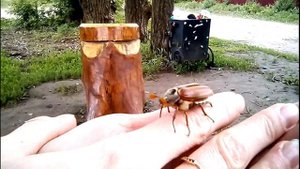 Майский жук танцует / хрущ / dancing beetle