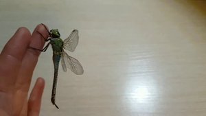 Редкая Императорская Стрекоза