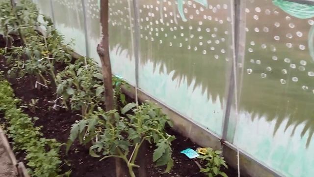 МЕТЕЛЬЧАТЫЕ ГОРТЕНЗИИ.ТЕПЛИЦА.РОЗЫ.ОГОРОД смотреть онлайн