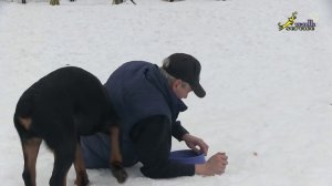 Дрессировка щенка ротвейлера, упражнение борьба за миску