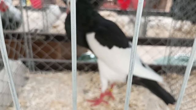 На выставке голубей и домашней птицы, 2. часть. Германия. смотреть онлайн