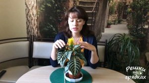 Афеландра Уход в домашних условиях