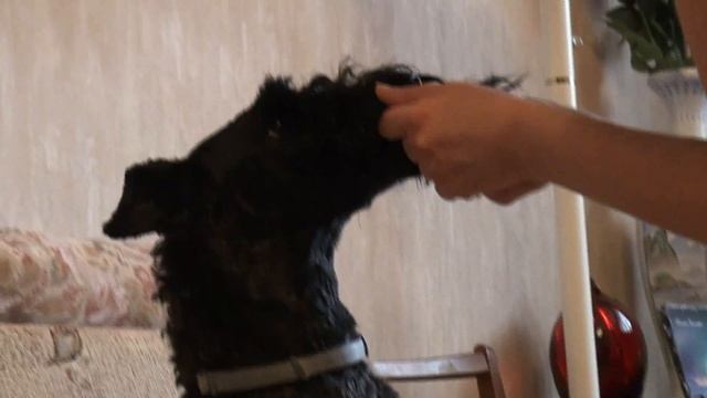 Kerry Blue Terrier: self-isolation (Part 1) / Керри блю терьер: самоизоляция (часть 1) смотреть онлайн