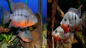 Цихлазома Меека             (УХОД И ВЫРАЩИВАНИЕ)