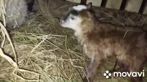 ▶️Овцы романовские---Овцы катумские???