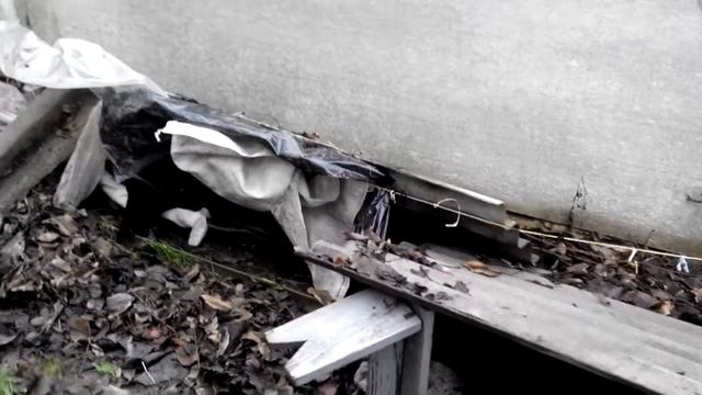 Виноград укрытие пленкой. Единственный минус.