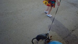 Прогулка и стрижка нашей собачки Элис .