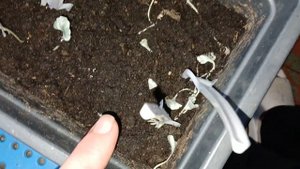 Как цветёт и размножается дихондра.