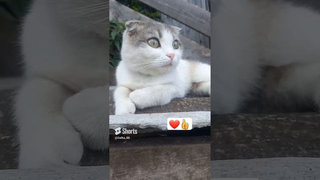 моя девочка #кошка #любовьмоя