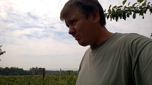 Саженец голубики 3-й год вегетации