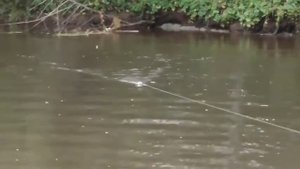 Ленок на мышь..2020.