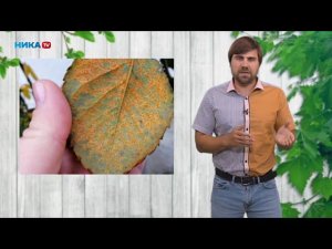 Болезни роз и способы лечения