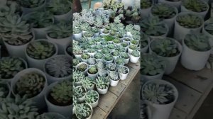 Succulent varities || Affordable price || Gifting plant ||  Cheapest plant nursery