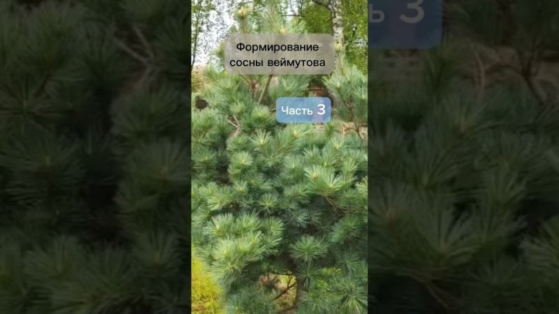 Формирование сосны Веймутова. Часть 3. #бонсай #bonsai #ниваки #сад #андрейдарусенков #хвойные