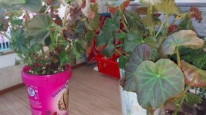 БЕГОНИИ СЕЗОНА 2021?/КЛУБНЕВЫЕ ИЗ СЕМЯН/КАК ПРОШЛА ЗИМОВКА В КВАРТИРЕ/? ПЕРВЫЕ ПОТЕРИ ?♀️