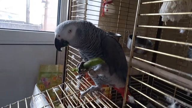 Попугай Американский Краснохвостый Жако /Любит ГОРОХ