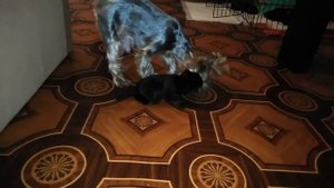 Йоркширский терьер | Рождение щенков | Щенки от рождения до 1,5 месяцев