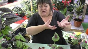 курс о колеусах от А до Я от Адель, часть 5