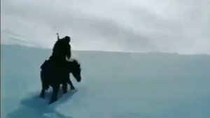 Карачаевские лошади самые сильные и выносливые на Кавказе