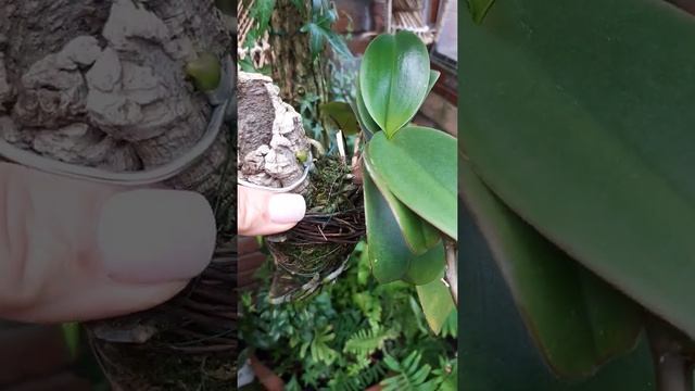 Корни орхидеи Фаленопсис на блоке смотреть онлайн