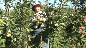 яблоня Горный синап