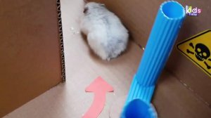 Аквапарк - Лабиринт для хомячков с ловушками! ПОЛОСА ПРЕПЯТСТВИЙ