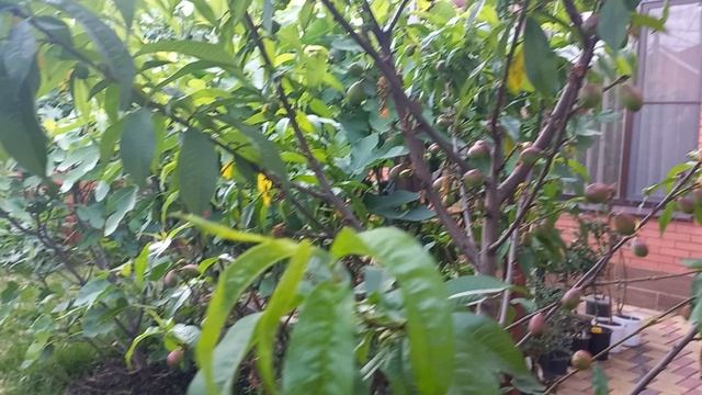 Обработка нектарина и персика от курчавости листьев смотреть онлайн