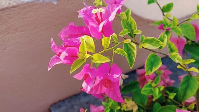 Bougainvillea Golden Summer Tricolour смотреть онлайн