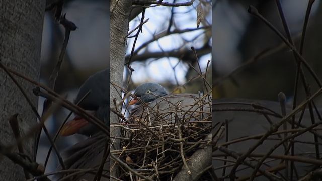 вяхирь - дикий лесной голубь смотреть онлайн