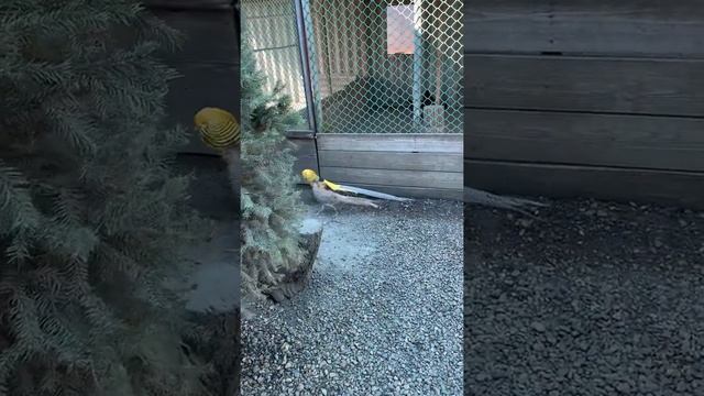 Лимонной фазан смотреть онлайн