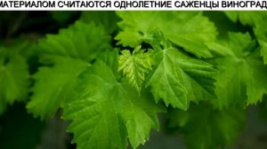 Пальчиковые Сорта Винограда