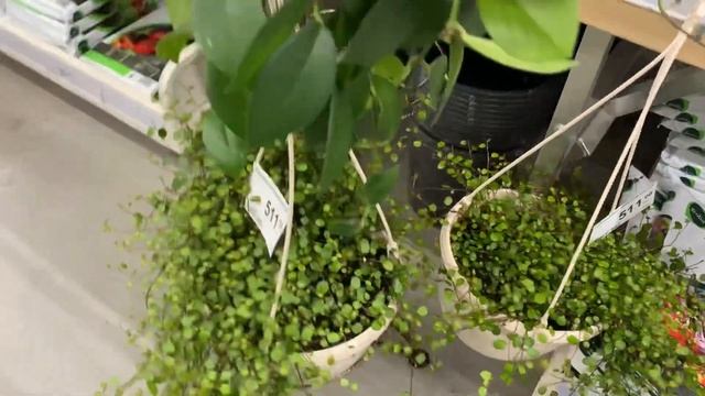 Будни цветовода | Комнатные растения в Леруа Мерлен | 19.05.2022г. смотреть онлайн