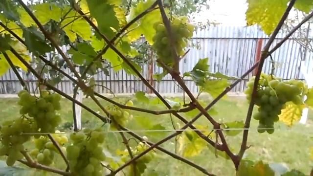 Виноград Голбена Ноу смотреть онлайн