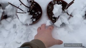 30 декабря, как сохранить гортензии зимой