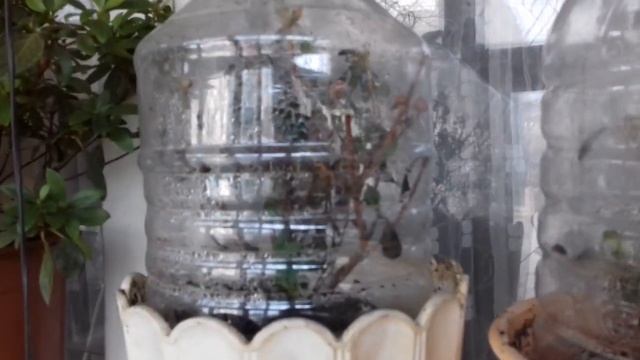 Купил гардению смотреть онлайн