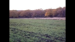 Эстонская гончая!Прогулка с щенком