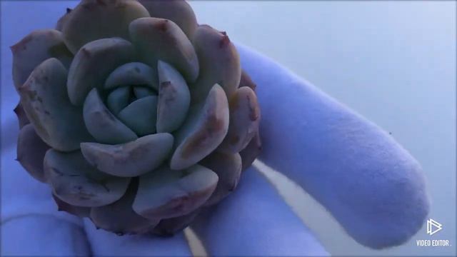 Echeveria Amazing Grace смотреть онлайн