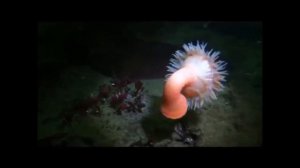 sea anemone swimming