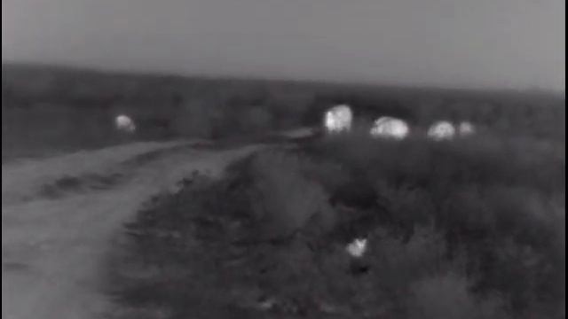 Кара-Тау. Стадо кабанов собирают улитку после дождя. смотреть онлайн