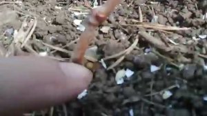 Виноград на Урале.