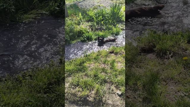 @пёс#на#кайфе? смотреть онлайн