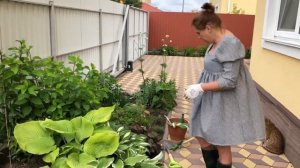 Хоста. Разделить хосту летом, не выкапывая.