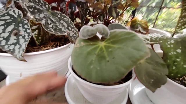 HARGA KOLEKSIAN  HARGA MURAH ||UNTUK HARGA MULAI 10RB CEKK